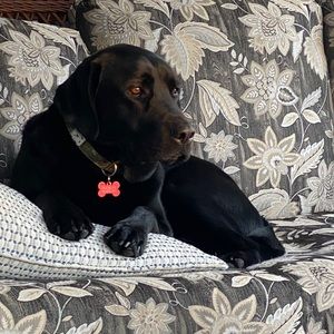 Meet your Posher, Julie